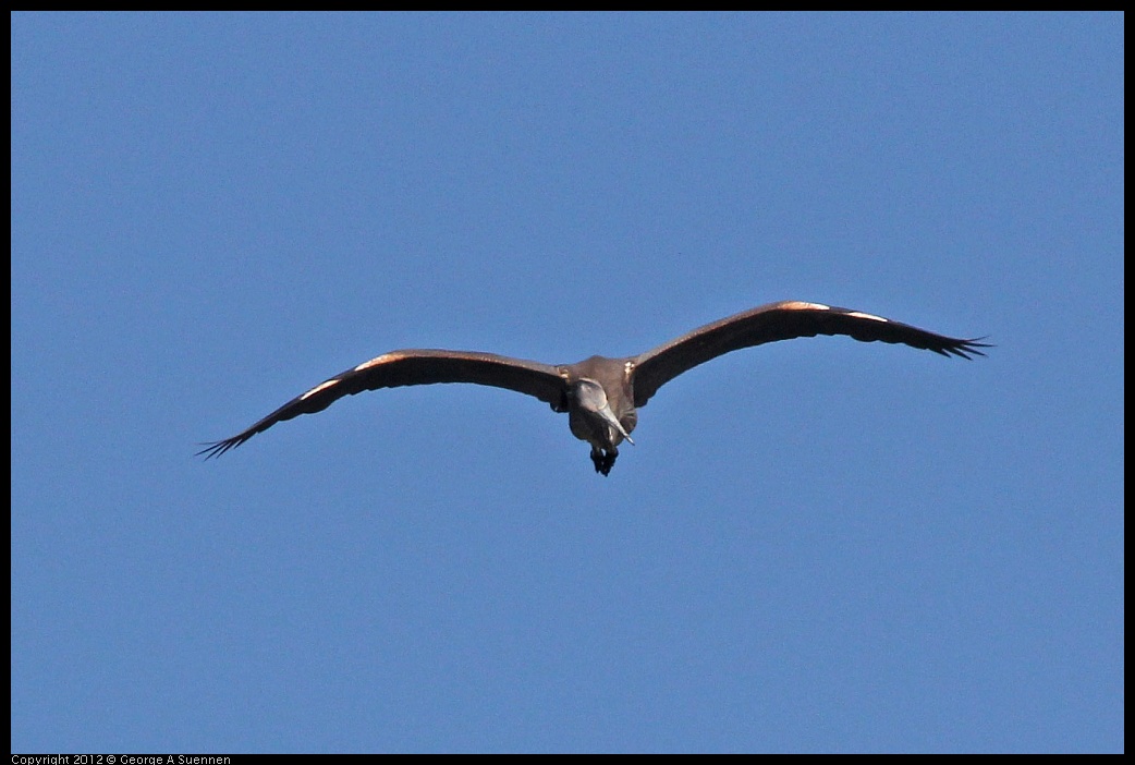 0612-072848-03.jpg - Great Blue Heron