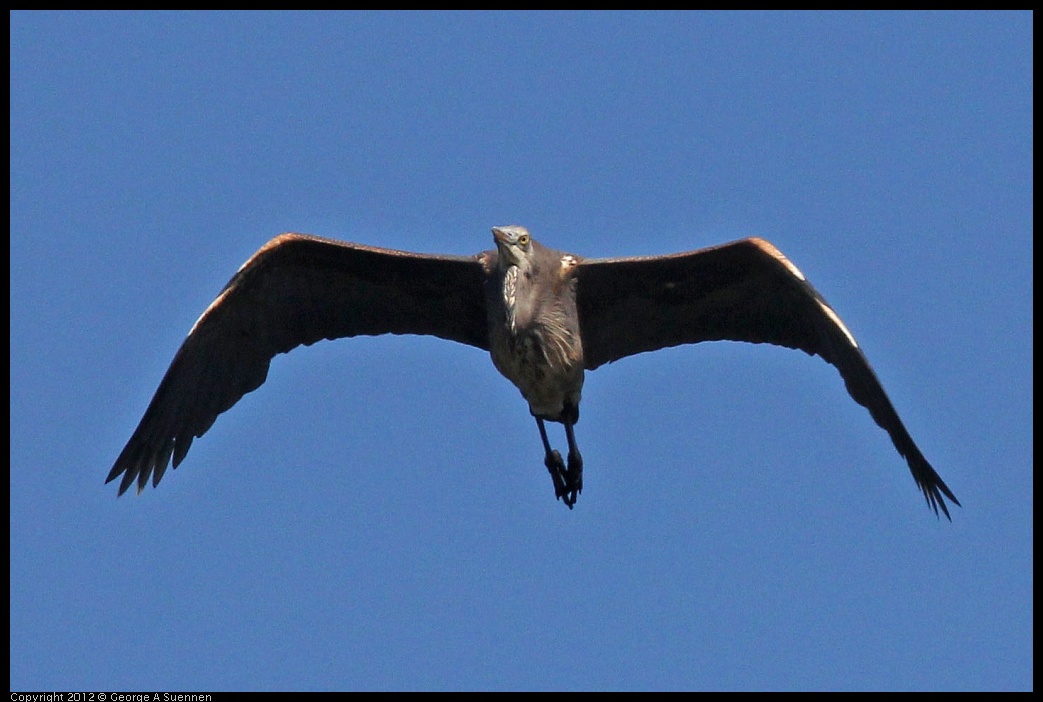 0612-072851-03.jpg - Great Blue Heron