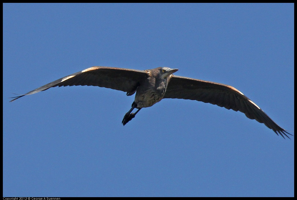 0612-072854-03.jpg - Great Blue Heron