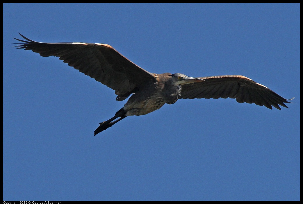 0612-072857-01.jpg - Great Blue Heron