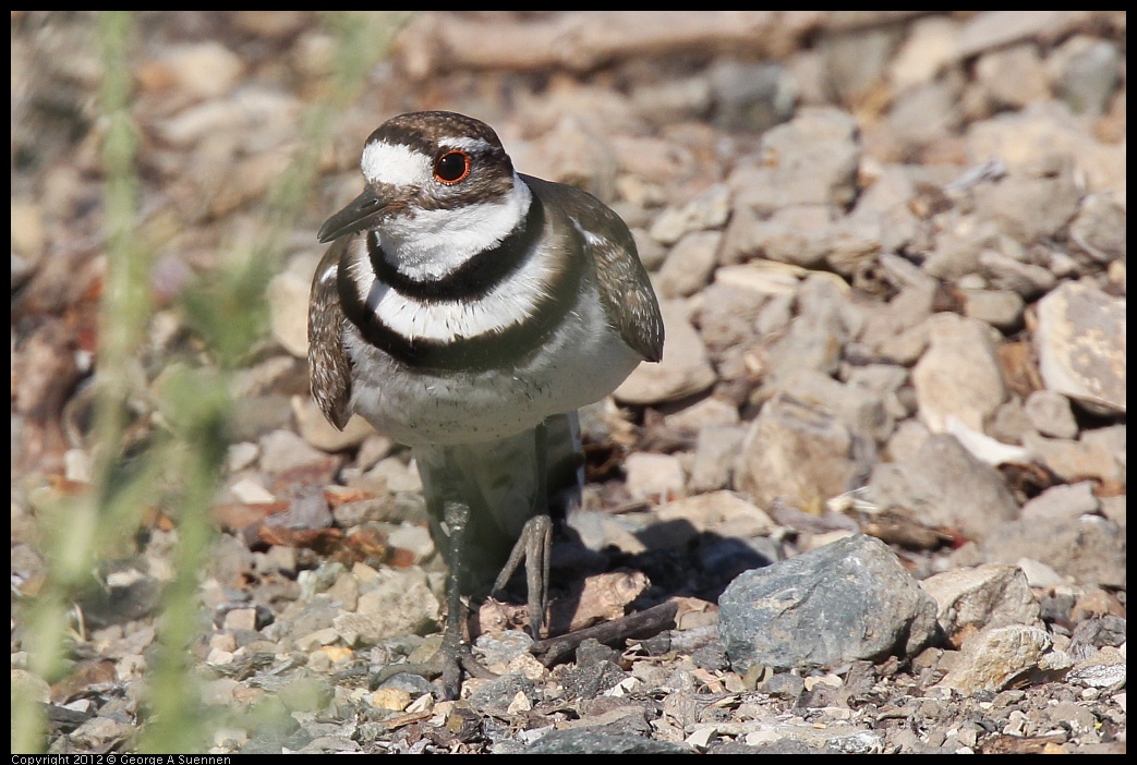 0612-073707-02.jpg - Killdeer