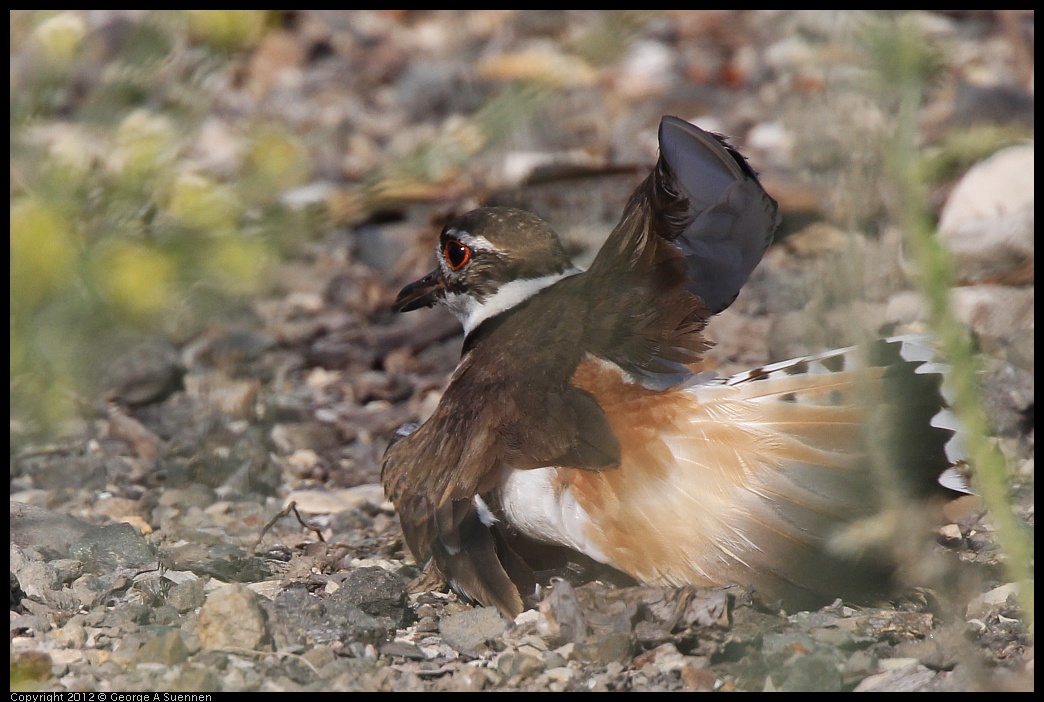 0612-073709-01.jpg - Killdeer