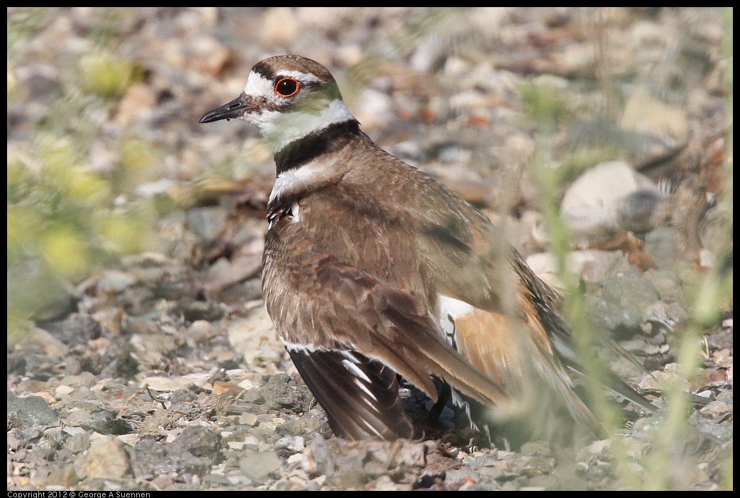 0612-073713-04.jpg - Killdeer