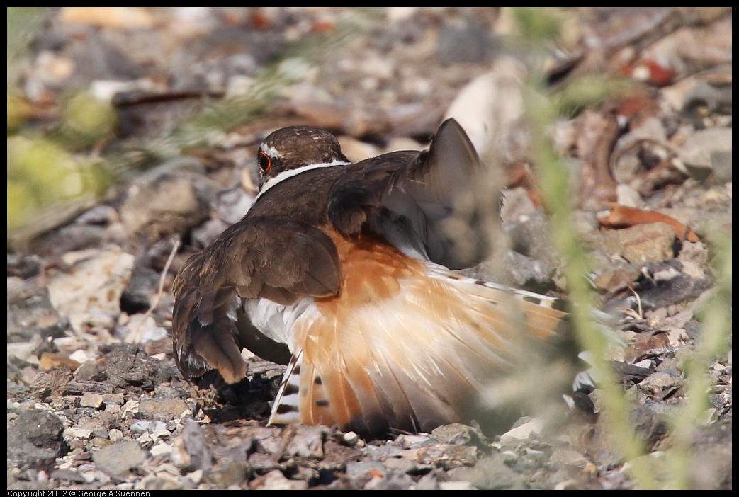 0612-073722-02.jpg - Killdeer