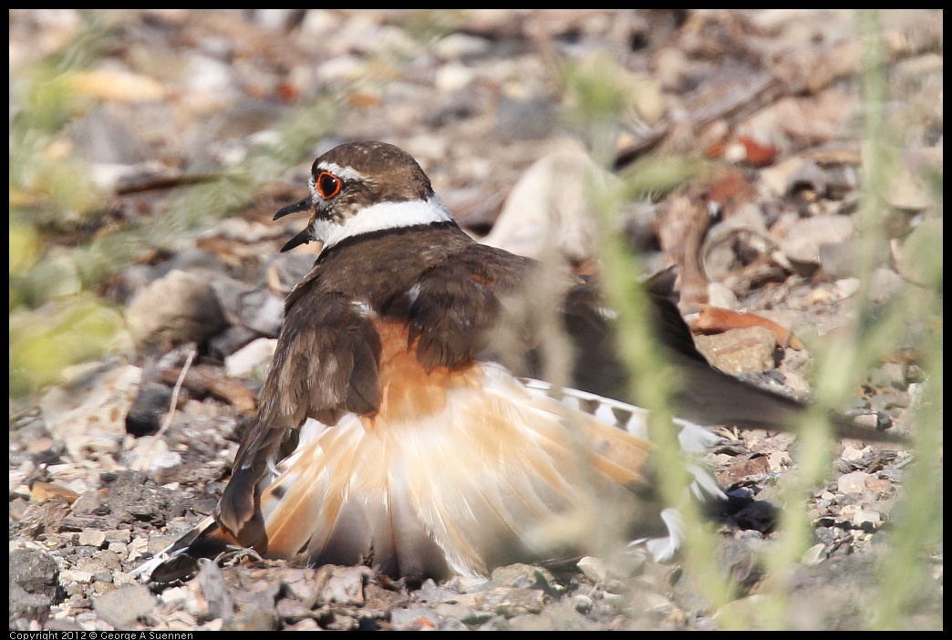 0612-073723-03.jpg - Killdeer