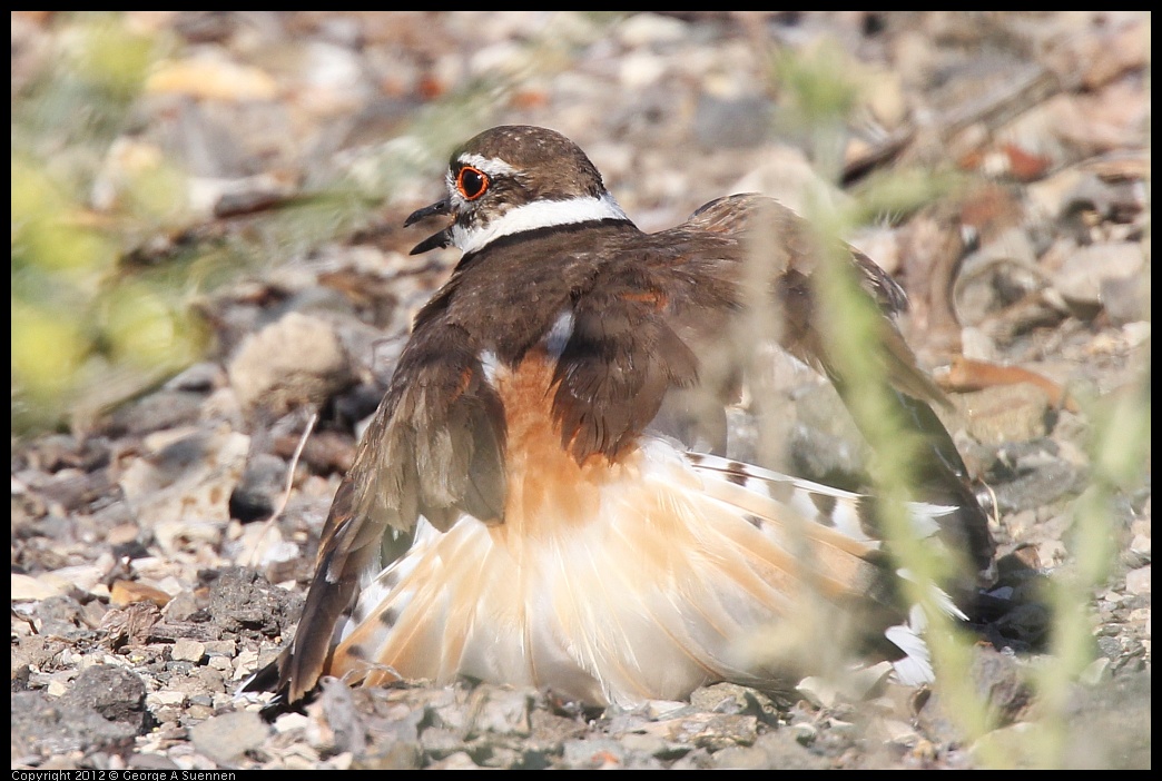 0612-073724-02.jpg - Killdeer