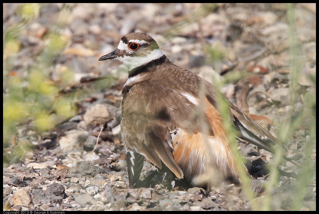 0612-073726-03.jpg - Killdeer