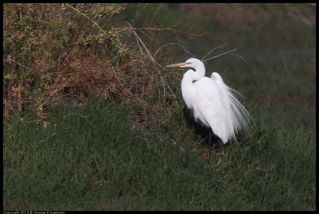 0612-073840-01.jpg - Great Egret