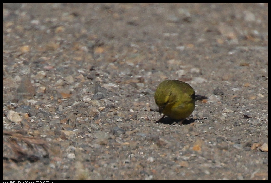 0612-074126-01.jpg - Lesser Goldfinch