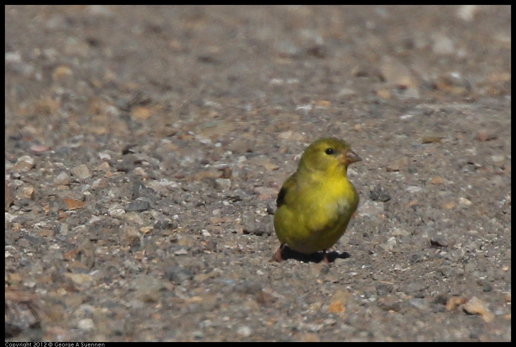 0612-074127-01.jpg - Lesser Goldfinch