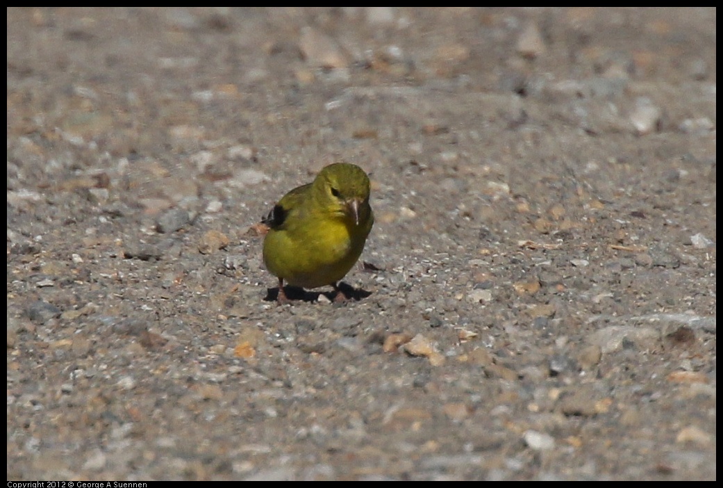 0612-074137-02.jpg - Lesser Goldfinch