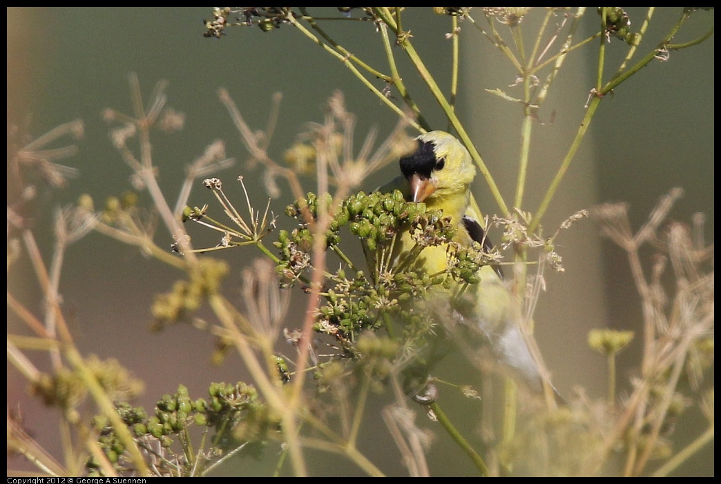 0612-074247-03.jpg - American Goldfinch