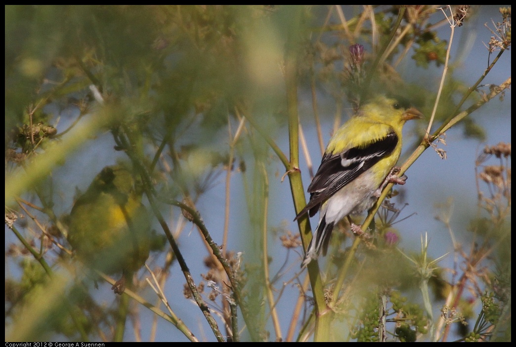 0612-074428-02.jpg - American Goldfinch