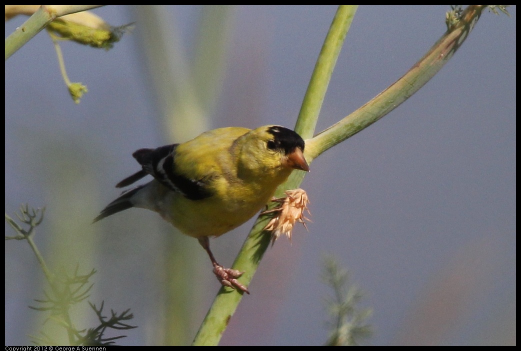 0612-074837-03.jpg - American Goldfinch