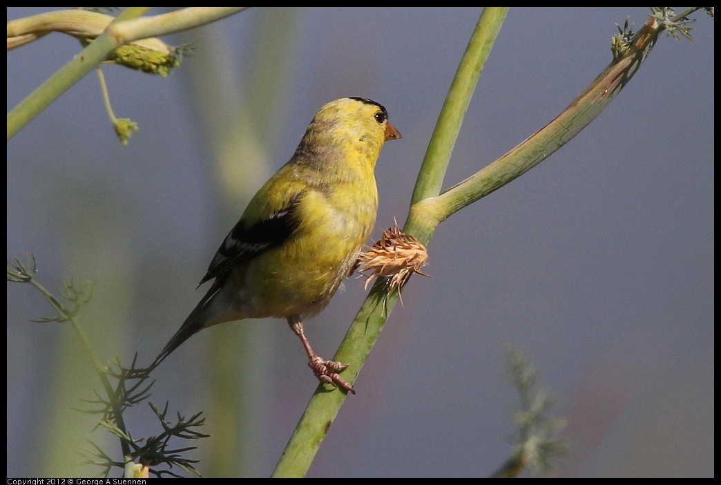 0612-074839-01.jpg - American Goldfinch