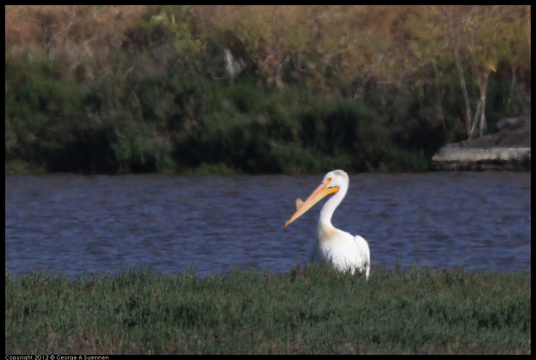 0612-075159-04.jpg - White Pelican