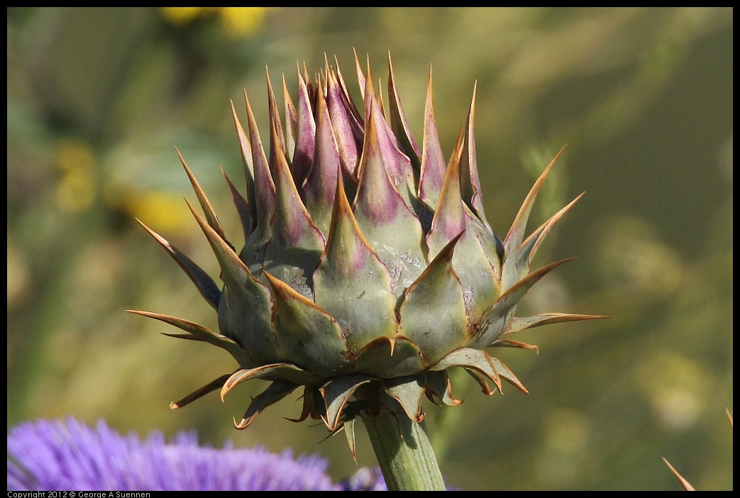 0612-075532-01.jpg - Thistle