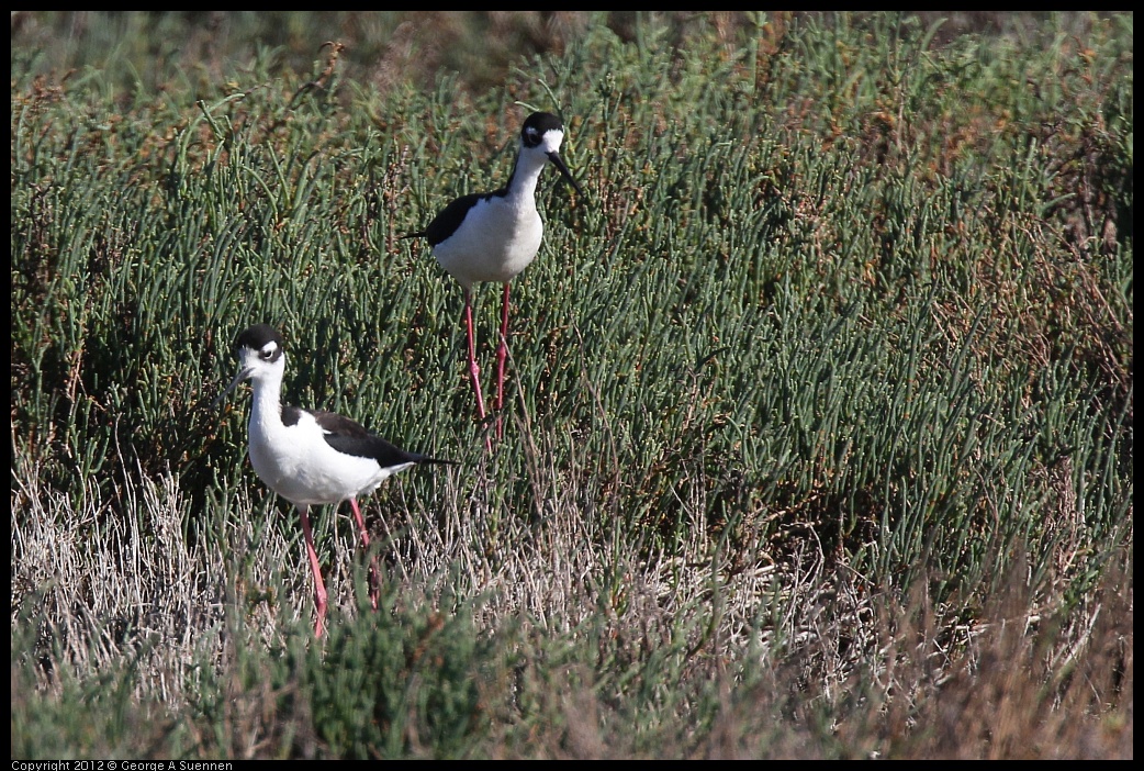 0612-075657-01.jpg - Black-necked Stilt