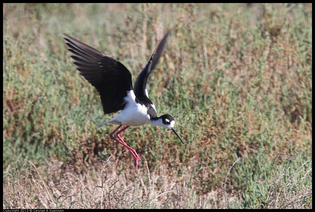 0612-075659-02.jpg - Black-necked Stilt