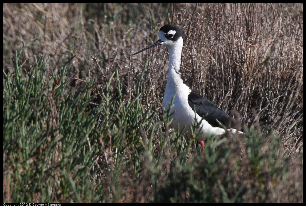 0612-075757-01.jpg - Black-necked Stilt