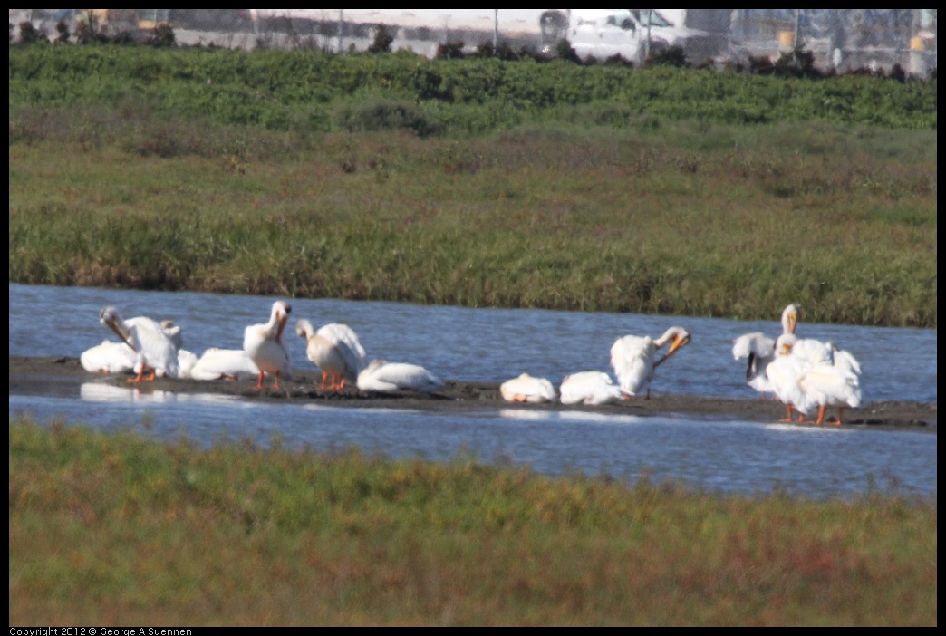 0612-080556-01.jpg - White Pelican