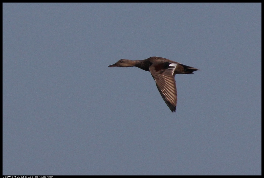 0612-080624-01.jpg - Gadwall