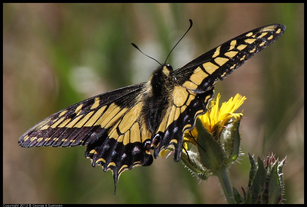 0612-082137-02.jpg - Swallowtail