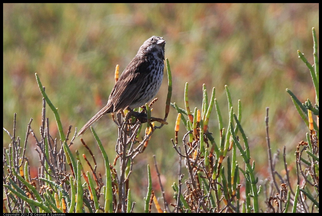 0612-082341-02.jpg - Song Sparrow