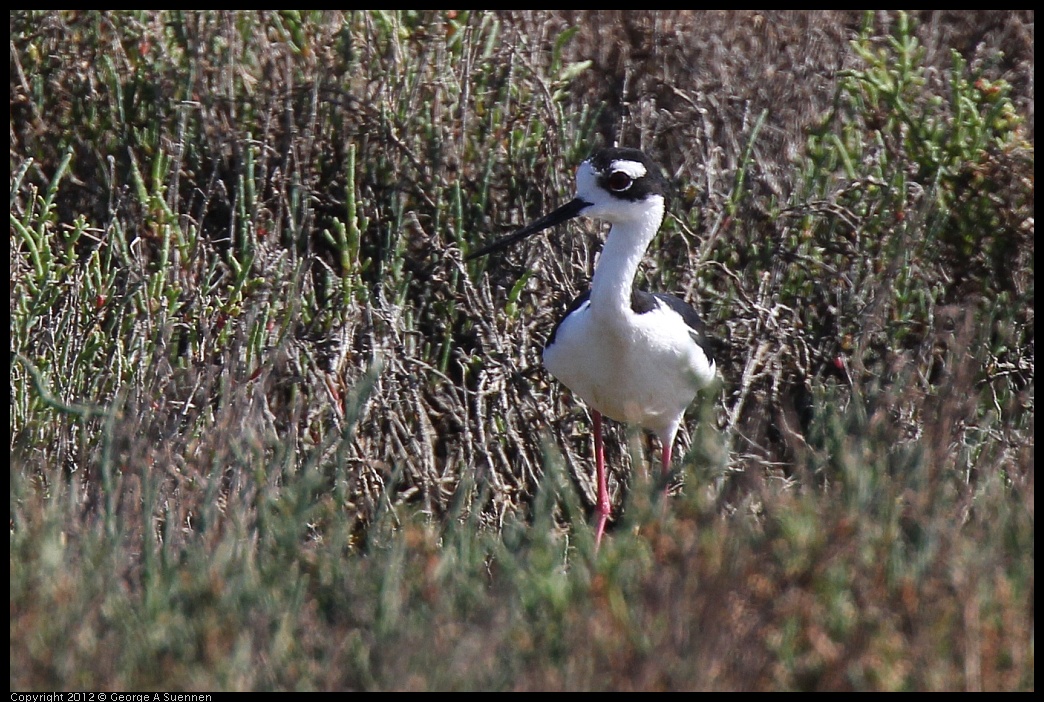 0612-082535-04.jpg - Black-necked Stilt