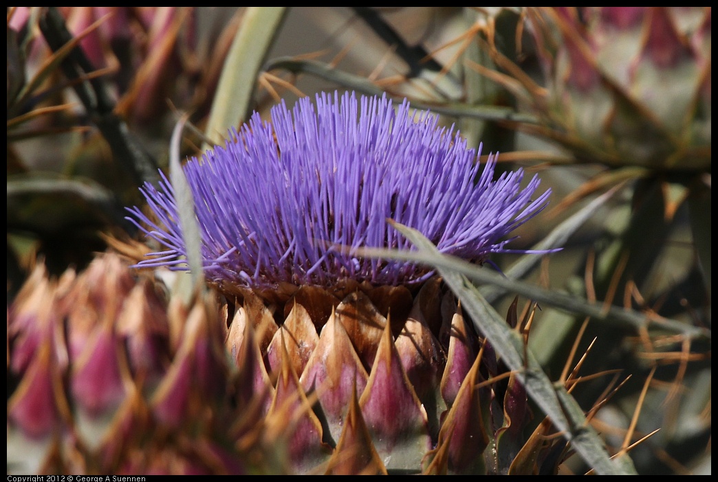 0612-082621-02.jpg - Thistle Flower