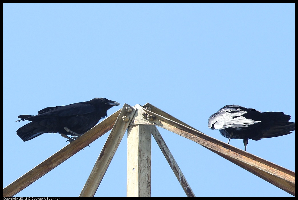 0612-083706-01.jpg - American Crow