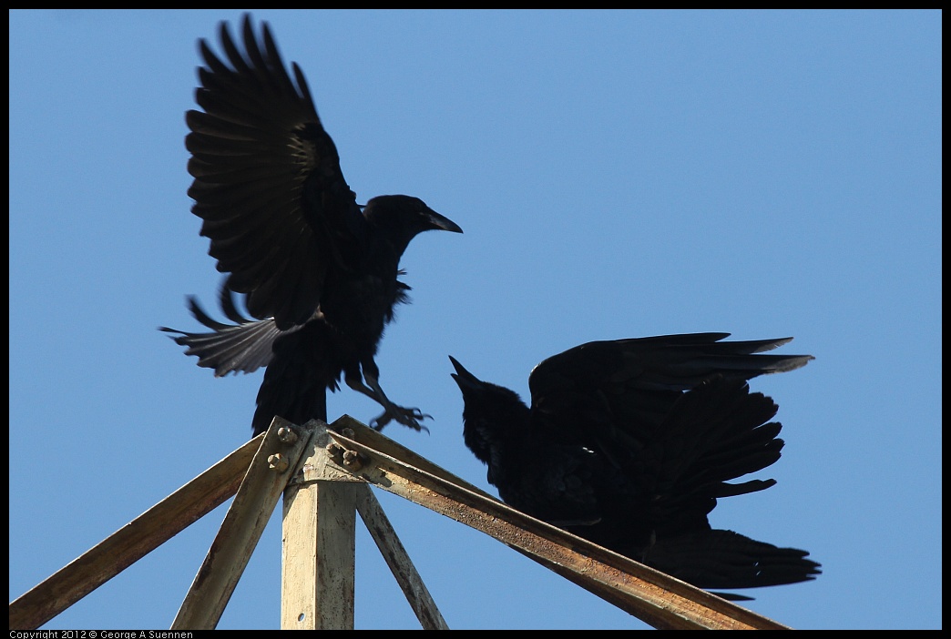 0612-083707-02.jpg - American Crow