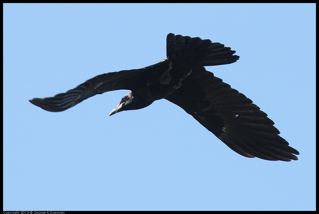 0612-083719-02.jpg - American Crow