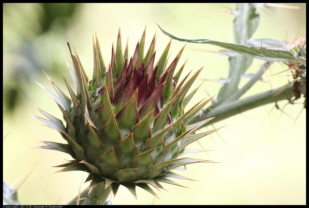 0616-163318-01.jpg - Thistle