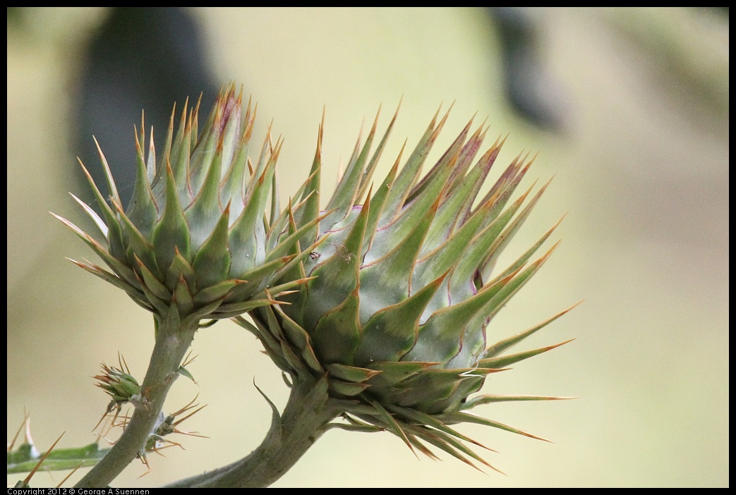 0616-163320-01.jpg - Thistle