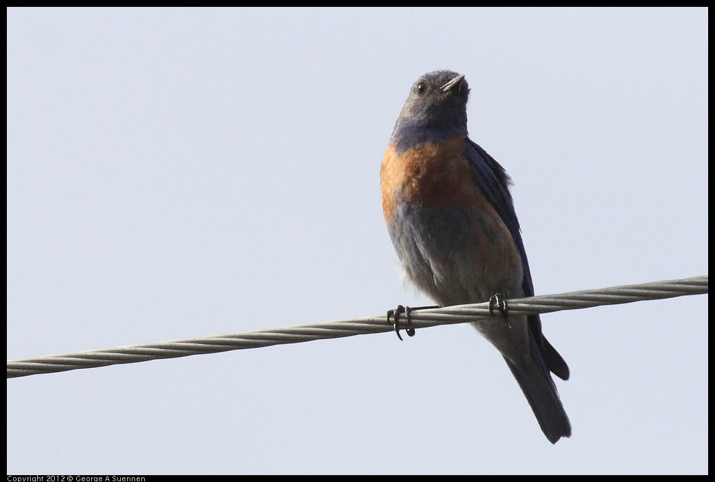 0616-164342-01.jpg - Western Bluebird