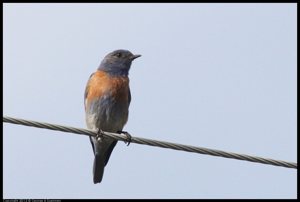 0616-164413-03.jpg - Western Bluebird