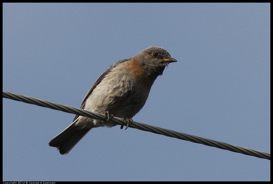 0616-164640-01.jpg - Western Bluebird