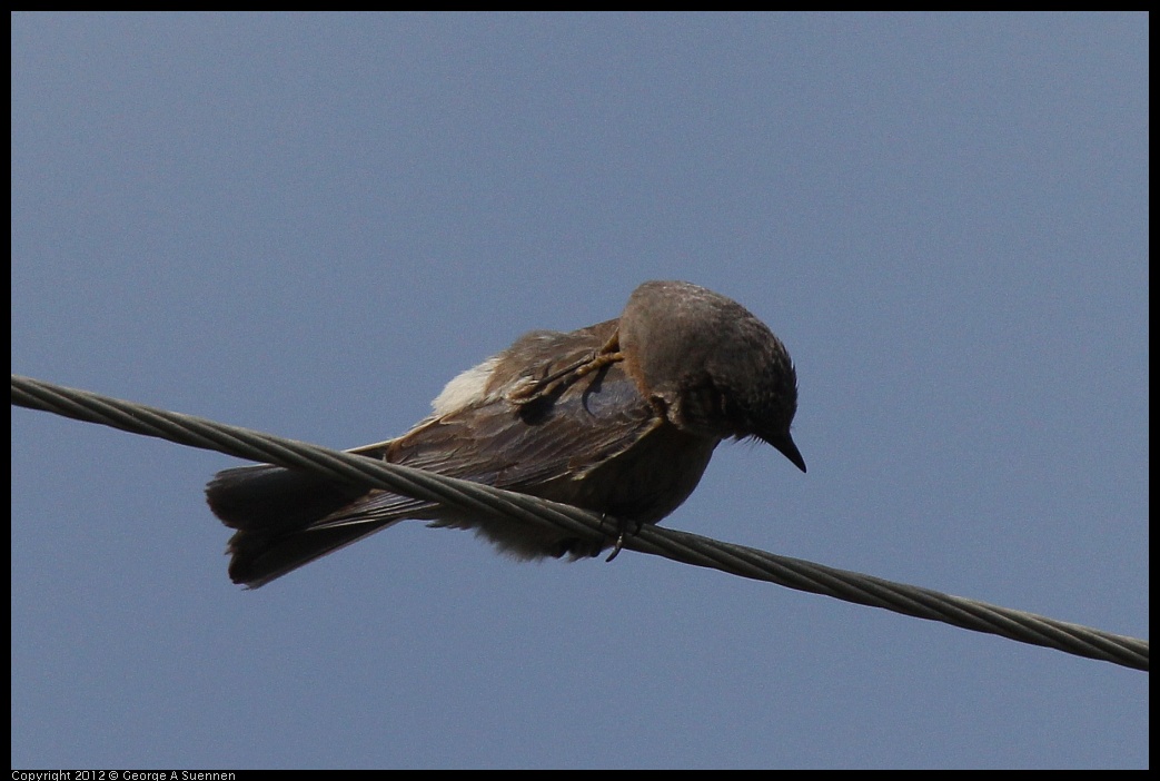 0616-164640-02.jpg - Western Bluebird