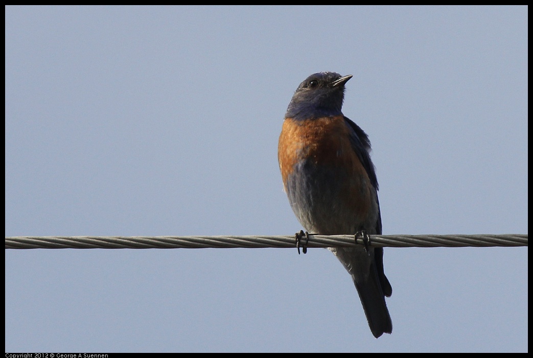 0616-164649-01.jpg - Western Bluebird