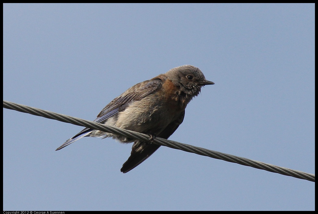 0616-164654-04.jpg - Western Bluebird