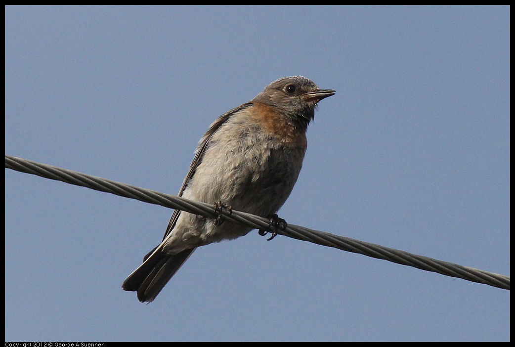 0616-164657-02.jpg - Western Bluebird