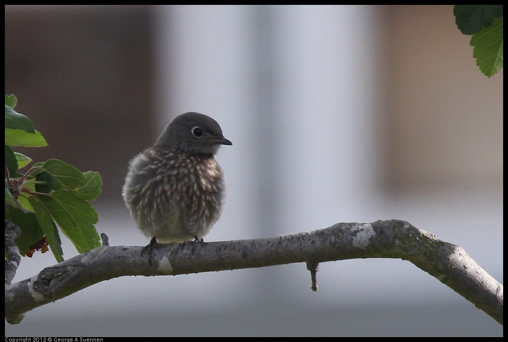 0616-164818-01.jpg - Western Bluebird Fledgling