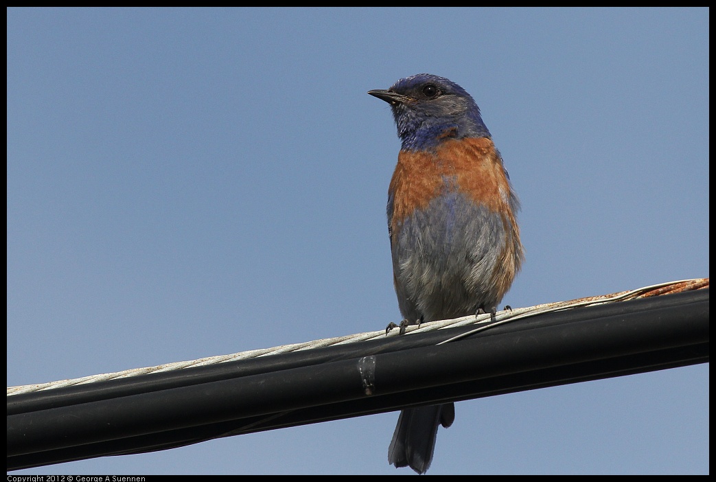 0616-164909-01.jpg - Western Bluebird