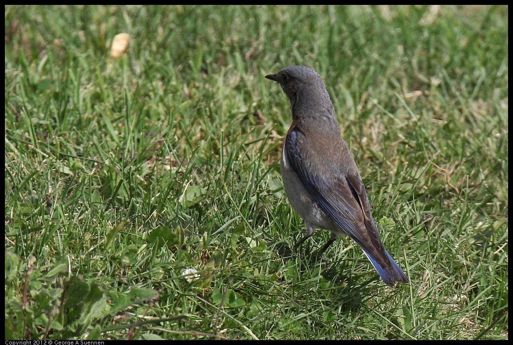 0616-164926-03.jpg - Western Bluebird