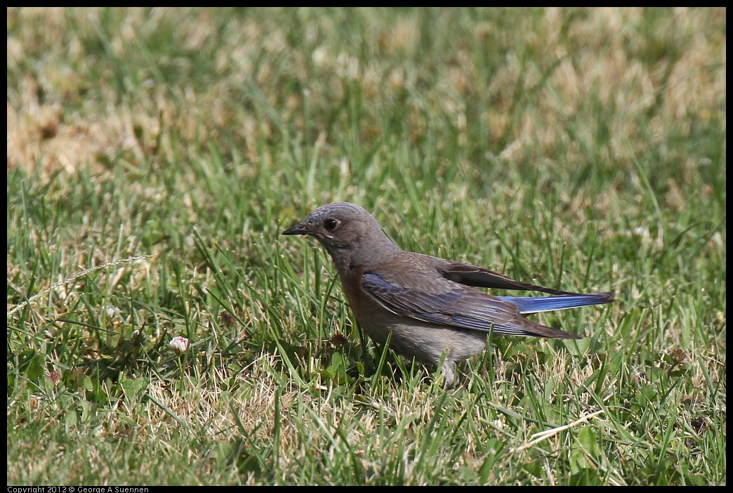 0616-164932-03.jpg - Western Bluebird