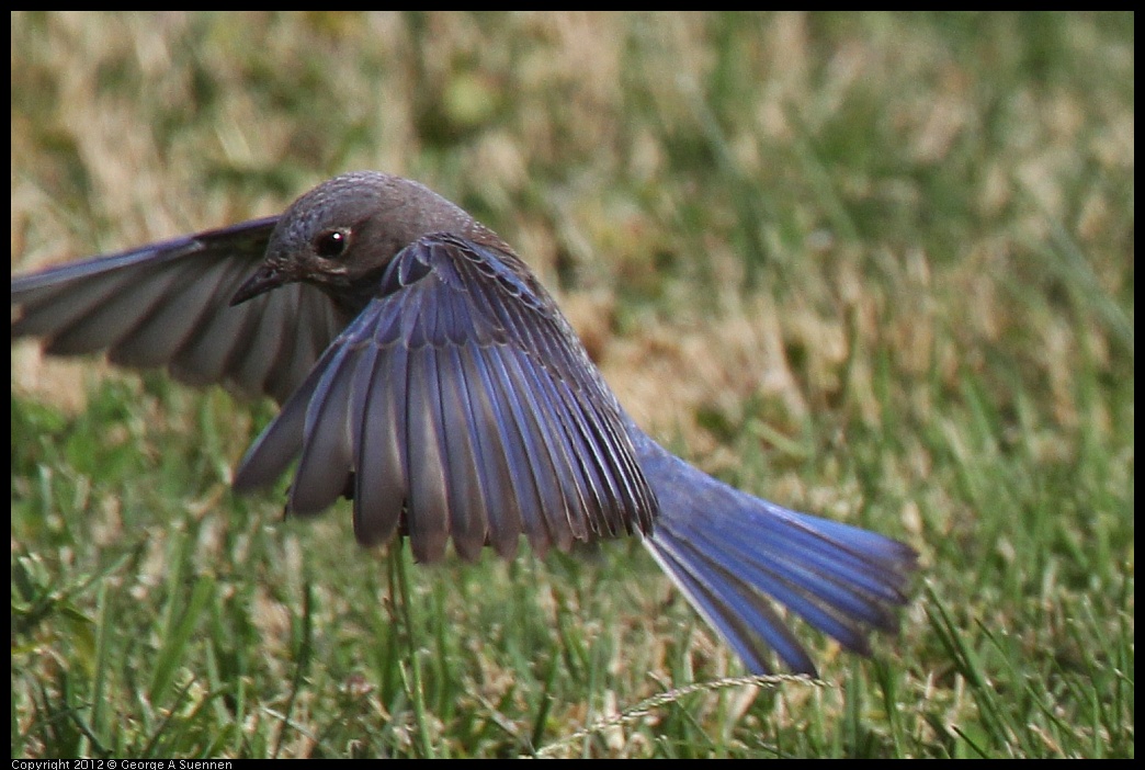 0616-164932-04.jpg - Western Bluebird