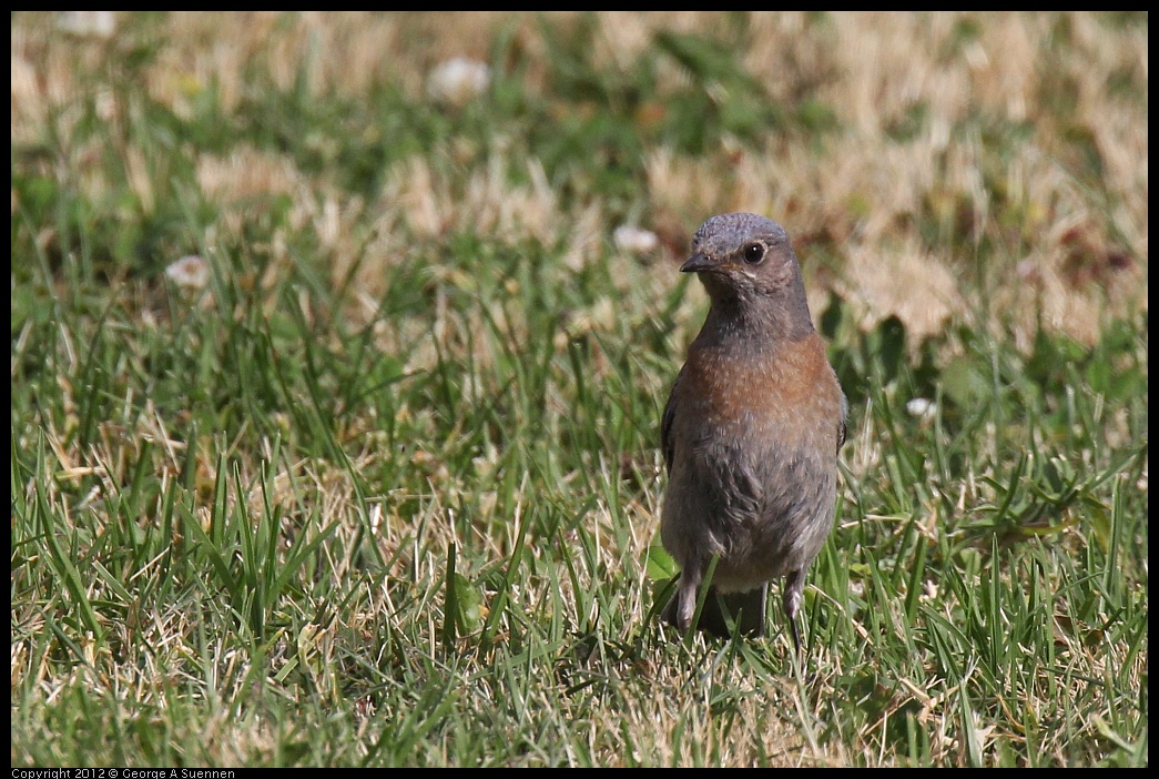 0616-164935-01.jpg - Western Bluebird