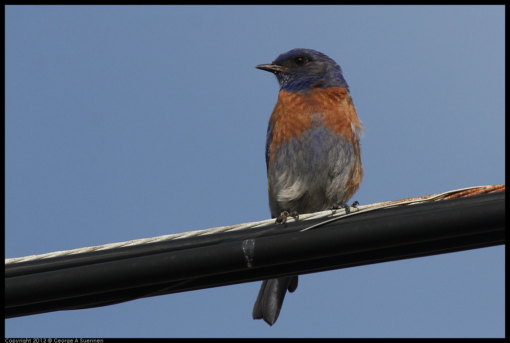 0616-164948-01.jpg - Western Bluebird