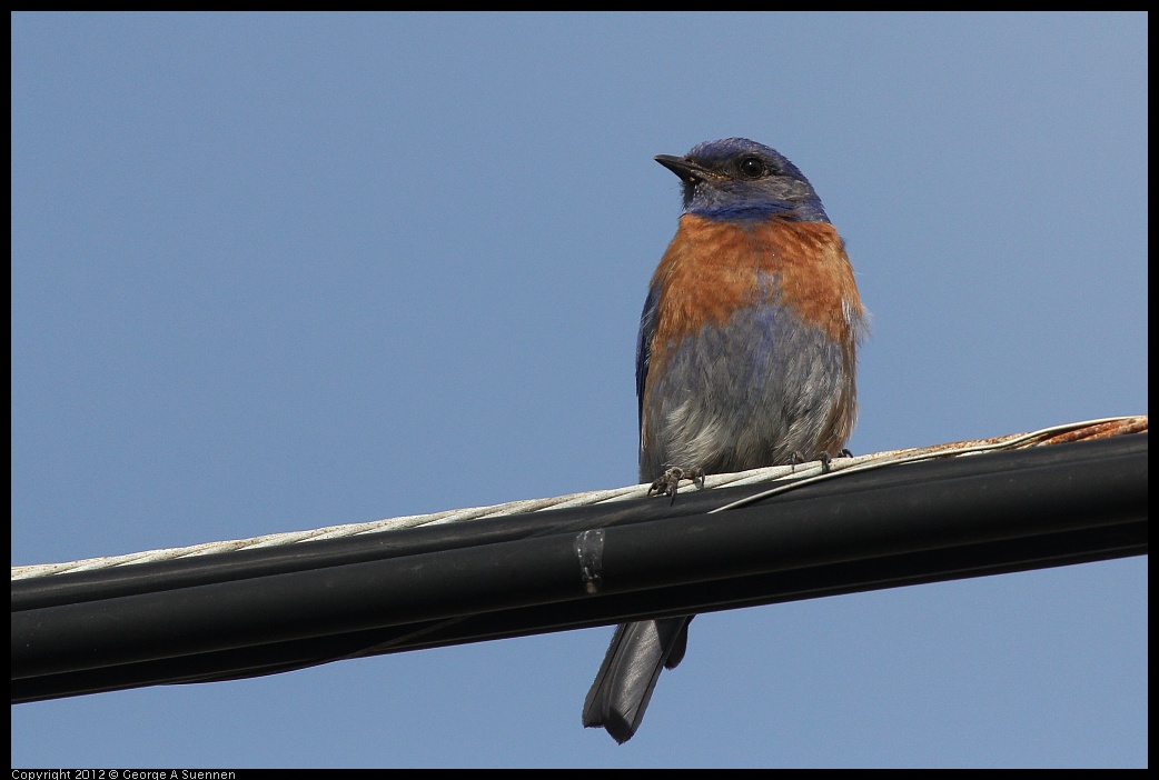 0616-164950-04.jpg - Western Bluebird